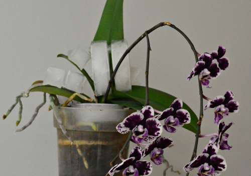 Ieliku ledus gabaliņu orhideju podiņā. Un notika brīnums…