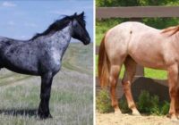 10 zirgi ar visunikālāko apspalvojumu pasaulē. Pēdējais vienkārši skaistulis!