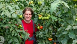 Pareizs veids kā stādīt tomātus – tā, lai viņi būtu 2 metrus garāki. Pamēģini un viss izdosies!