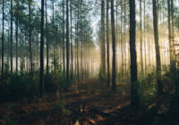 28.martā notiks seminārs “Kāpēc mēs ejam mežā? Sēņotāja personības ceļvedis”