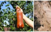Vectēvs pastāstīja, kā zemes gabaliņā atbrīvoties no skudrām un laputīm. Iedarbīgākus līdzekļus neatradīsi! Vectēvs pastāstīja, kā zemes gabaliņā atbrīvoties no skudrām un laputīm. Iedarbīgākus līdzekļus neatradīsi!