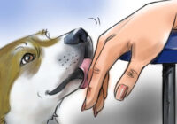 Ja suns tev laiza seju vai rokas, tad lūk, ko viņš cenšas tev pateikt …